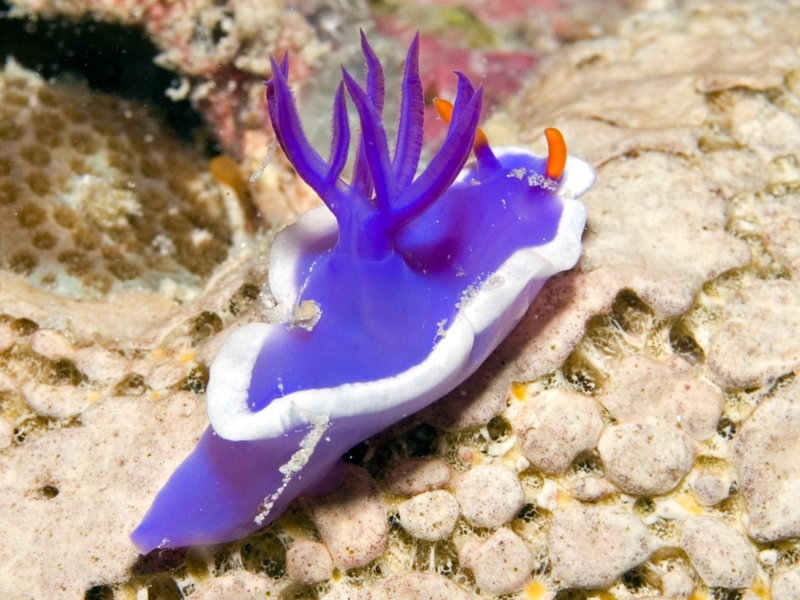 Nudibranch, Mabul, Paradise 1 and 2